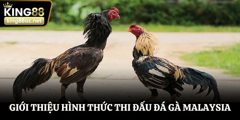Giới thiệu hình thức thi đấu đá gà Malaysia