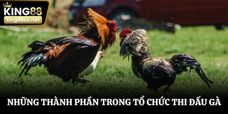 Những thành phần quan trọng trong tổ chức thi đấu gà