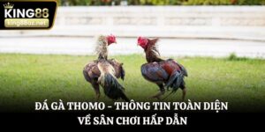 Đá gà thomo