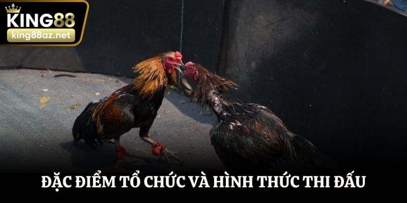 Đặc điểm tổ chức và hình thức thi đấu