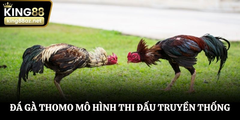 Đá gà thomo mô hình thi đấu truyền thống quy chuẩn