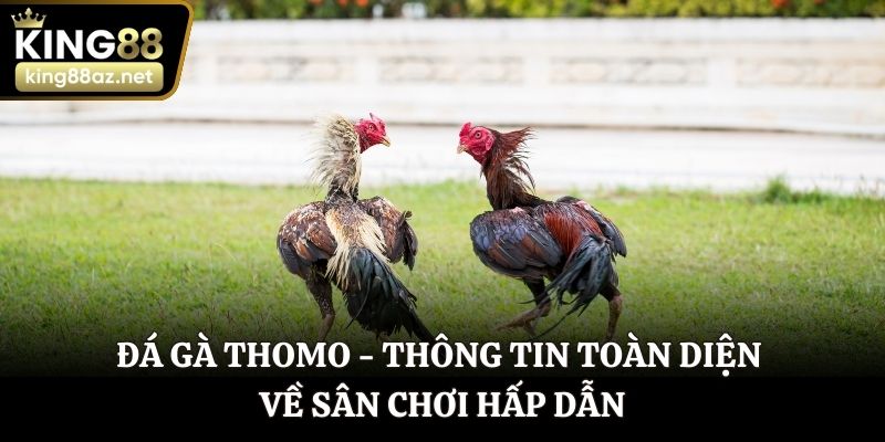 Đá gà thomo