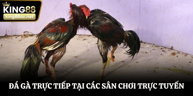 Đá gà trực tiếp tại các sân chơi trực tuyến phổ biến