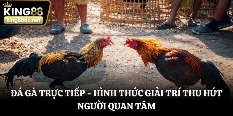 Đá gà trực tiếp