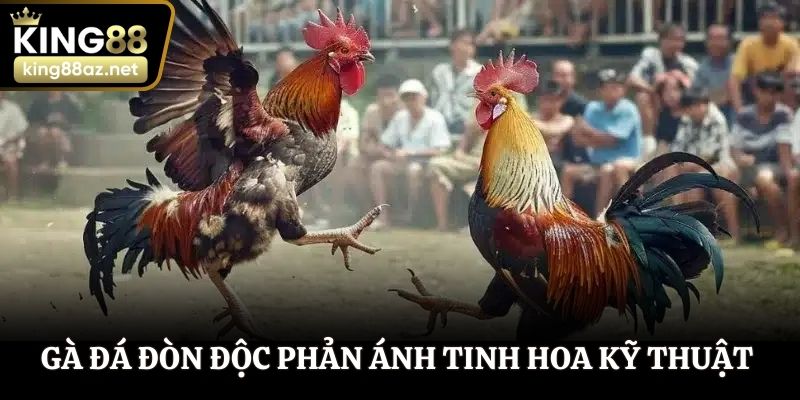 Gà đá đòn độc phản ánh tinh hoa kỹ thuật gà đòn