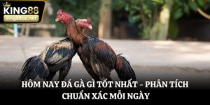 Hôm nay đá gà gì tốt nhất