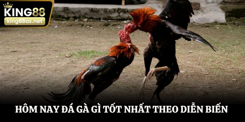 Hôm nay đá gà gì tốt nhất theo diễn biến thi đấu