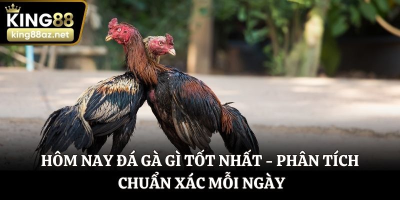 Hôm nay đá gà gì tốt nhất