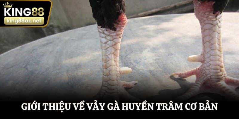 Giới thiệu về vảy gà Huyền Trâm cơ bản