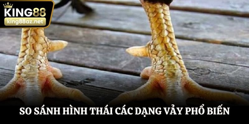 So sánh hình thái các dạng vảy phổ biến